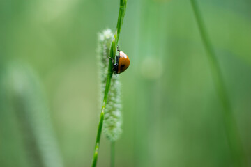 Biedronka na źdźble trawy © Marcin