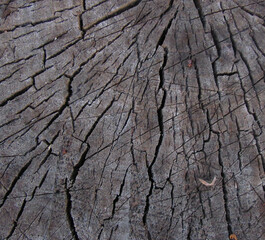 cracked wooden texture, sawn stump