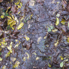 wet fallen leaves lie on the ground - autumn background