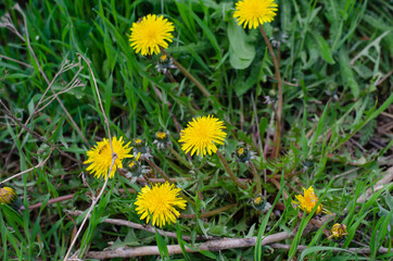Yellow flowers. Dandelions. Green spring grass.