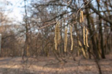 hazelnut earrings, spring background