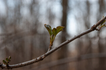 young spring leaves sprouting from their buds