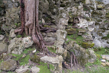 Arbre avec des racines dans les rochers