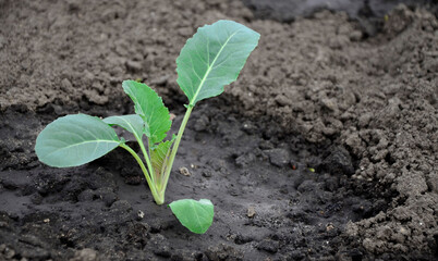 Young cabbage sprouts in the garden. Cabbage seedlings. Agricultural concept, background with copy space. Selective focus. Plase for text.