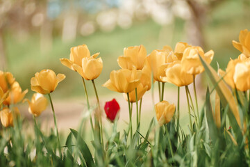 Fototapeta premium Flower tulips background. Beautiful view of yellow and red tulips under sunlight landscape at the middle of spring or summer