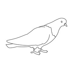 Dove vector outline icon. Vector illustration pigeon on white background. Isolated outline illustration icon of dove .