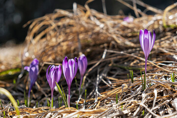 Blooming crocus flowers, springtime