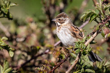 Close up of a female reed bunting perched on branch - side view