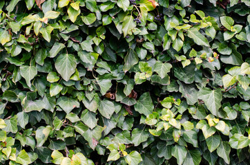 Ivy. Green leaves. Grape leaves on the wall.
