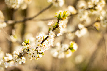 Little white flowers