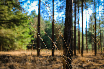 Grass in the woods