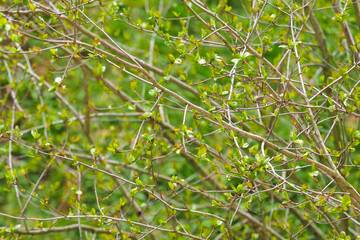 Spring green forest background, trees branches. Nature awakening in spring