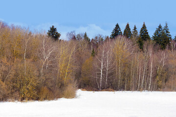 Thawed snow along the edge of forest in early spring landscape. Forest edge