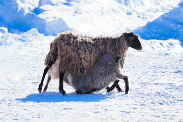 Naklejka premium Two lambs suckle milk from their mother. Sheeps in winter in the wild on a background of winter snow. A mother nursing two lambs