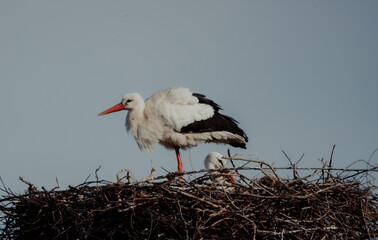 storks