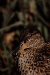 Duck