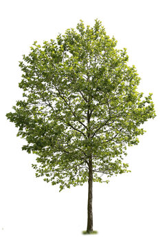 American Sycamore tree, a species of Plane Tree, isolated on white background
