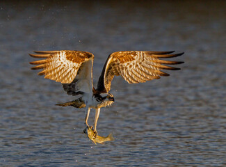Last Light Last Fish - an osprey gets its last fish just before the sun sets. 