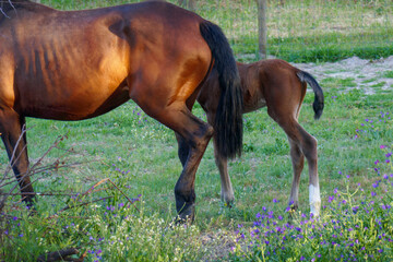 Brown colt eating near its mum. Young baby horse on a field. Tails