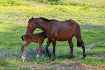 Fototapeta premium Brown colt eating near its mum. Young baby horse on a field. Mother and son