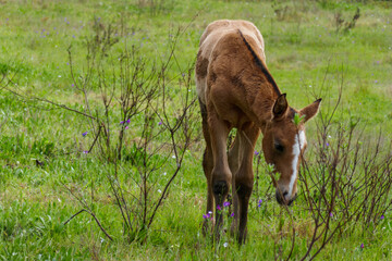 Naklejka na ściany i meble Brown colt eating grass. Young baby horse on a field. Foal, bucko. Eating grass