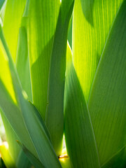 Liście w świetle słońca