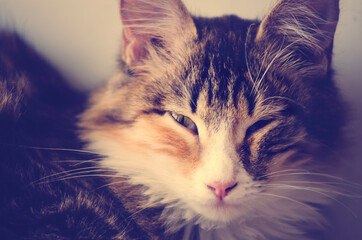 Portrait of a beautiful domestic cat, close-up.