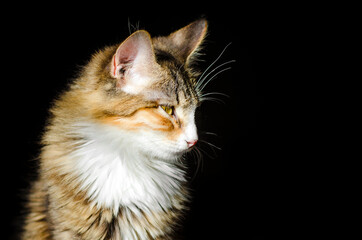 Portrait of a domestic mongrel cat on a black background.