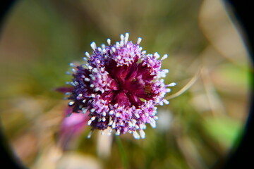 rote Pestwurz, blühende Wildpflanze