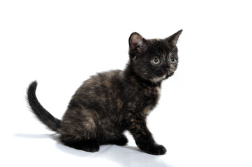 fluffy purebred black kitten sits on a white background