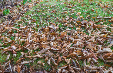 Beautiful view of fallen leaves on grass. Spring landscape. Spring season concept. 