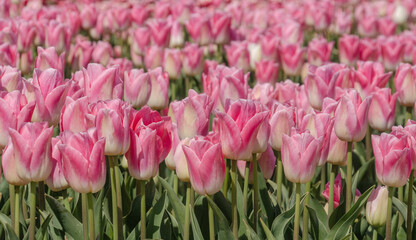 pink-weiße Tulpen auf einen Feld