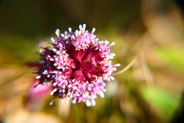 Obraz premium rote Pestwurzblüte
