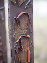 fragment zardzewiałej barierki © Piotr