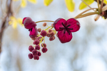 Fototapeta na wymiar Chocolate vine (Akebia quinata) flower 