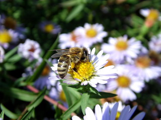 bee on a flower