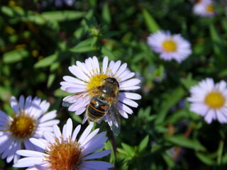 Obraz premium bee on a daisy