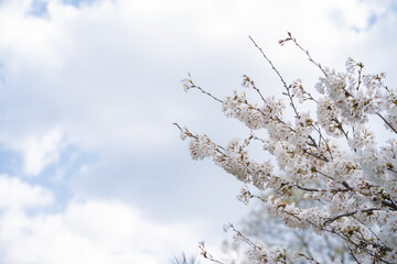 Obraz premium Cherry Blossoms on a sunny day at High park in Spring Toronto Ontario