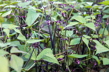 Close up view of cool violet color long bean pods growing in vegetable garden in autumn. Violet...