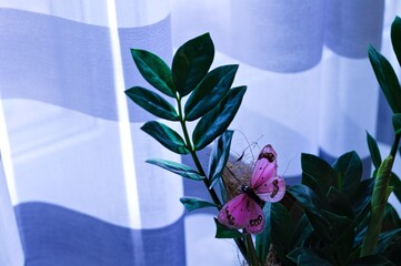 An indoor zamia plant with a fake pink butterfly in front of a curtain (Pesaro, Marche, Italy)