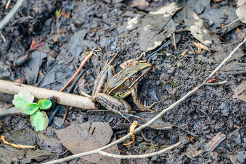 Frog In Marsh and Swamp