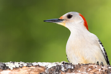 Red-bellied Woodpecker Perched on a Branch of a Tree