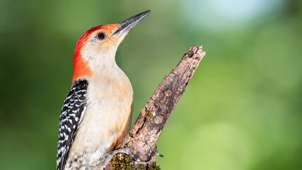Profile of Red-Bellied Woodpecker Perched on a Branch