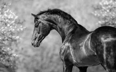 Fototapeta na wymiar Black and white portrait of Orlov-Rostopchin horse.