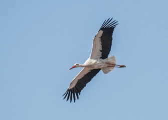 Fliegender Storch