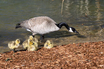 Newborn Goslings Learning Under the Watchful Eye of Mother
