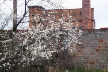 A blooming shrub against the background of the wall at the old, closed sugar factory in Plock.