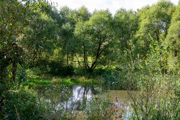 Fototapeta premium Village pond, Zaitsevo, Rzhev district, Tver region, Russian Federation, September 19, 2020