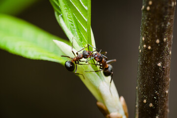 Mrówki walczące na liściu, owady leśne.