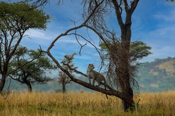 African leopard in tree © John